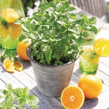 Menta Orange (Mentha Orange Fresh)