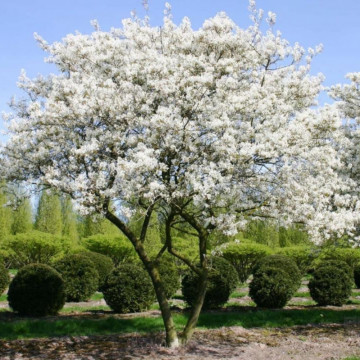 Merisor de miere (Amelanchier lamarckii) 90-120 cm, planta gard viu, planta fructifera - Img 3