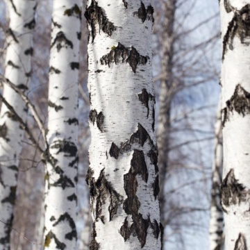 Mesteacan (Betula pendula) 80-120 cm ghiveci 2 l - Img 3