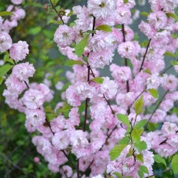 Migdal japonez roz (Prunus glandulosa Rosea Plena), arbust ornamental, flori roz