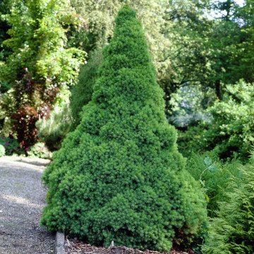 Molid conic (Picea glauca Conica), vesnic verde, conifer ornamental
