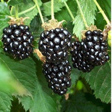 Mur Gazda (Rubus fruticosus Gazda), arbust fructifer