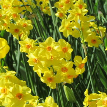 Narcise Cornish Dawn (Narcissus Cornish Dawn), bulbi narcise, flori galbene - Img 2