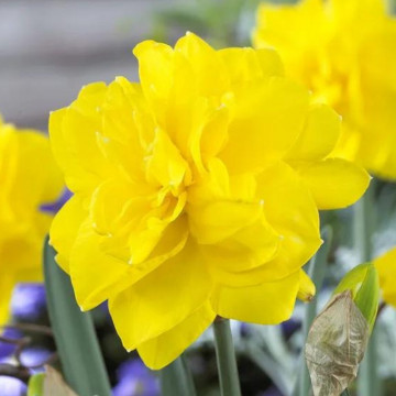 Narcise Golden Ducat (Narcissus Golden Ducat), bulbi narcise, flori galbene