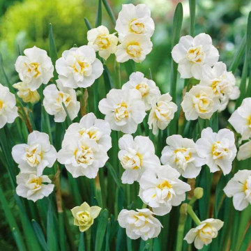 Narcise White Cheerfulness (Narcissus White Cheerfulness), bulbi narcise, flori alb - Img 2