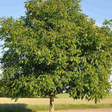 Nuc (Juglans regia), arbore ornamental, planta parfumata - Img 4