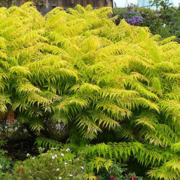 Otetar decorativ (Rhus typhina Tiger Eyes), arbust ornamental - Img 2