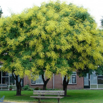 Otetar galben (Koelreuteria paniculata), arbore ornamental, planta parfumata, flori galbene - Img 3