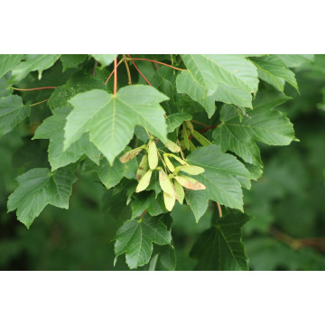 Paltin (Acer pseudoplatanus) 20-40 cm, arbore ornamental, perdea forestiera - Img 2