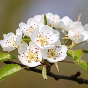 Par salbatic (Pyrus pyraster) 60-90 cm, pom fructifer, planta melifera - Img 2