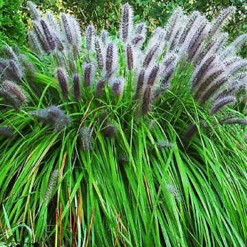 Penisetum (Pennisetum al. Black Beauty), iarba decorativa - Img 3