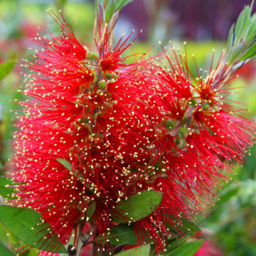 Perie de sticla rosie (Callistemon Laevis), vesnic verde, arbust ornamental, flori rosu