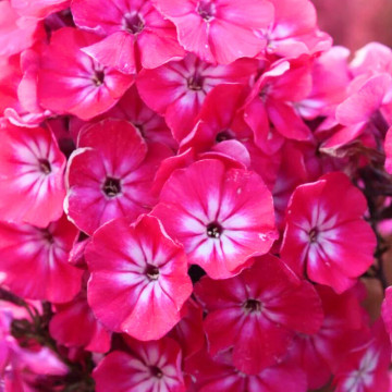 Phlox (p) 'Alexandra' - Img 2