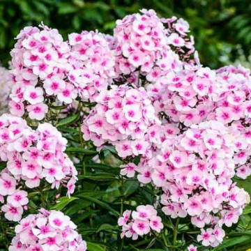 Phlox (p) 'Europa', planta perena, planta parfumata, flori alb