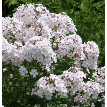Phlox (p) 'Nirvana' - brumarele albe - Img 1