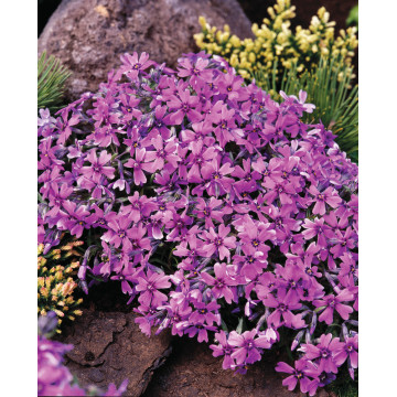 Phlox pitic (Phlox subulata Samson), planta perena, flori roz - Img 2