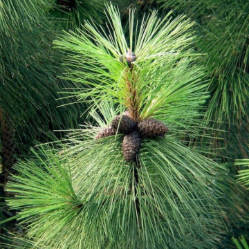 Pin Galben (Pinus ponderosa), vesnic verde, conifer ornamental - Img 3