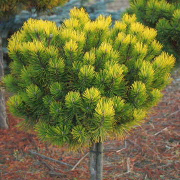 Pin pitic galben altoit (Pinus mugo 'Ophir'), vesnic verde, conifer ornamental