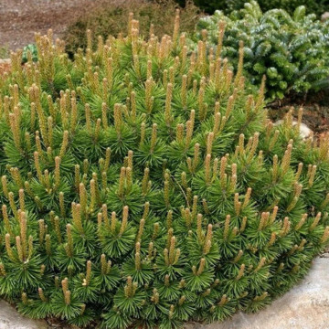 Pin pitic (Pinus mugo 'Mughus'), vesnic verde, conifer ornamental