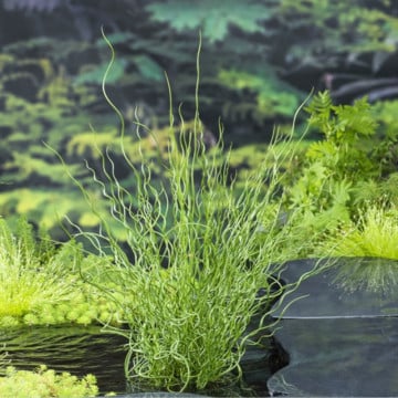 Pipirig spiralat, iarba creata (Juncus effusus Spiralis), vesnic verde, planta perena - Img 6