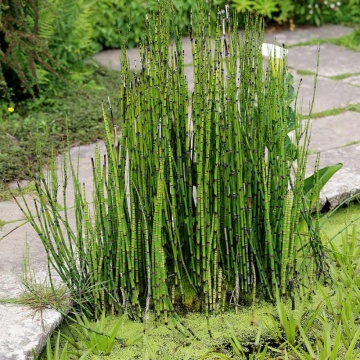 Pipirigul (Equisetum hyemale), vesnic verde, planta perena