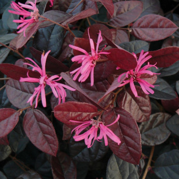 Planta vrajitoarei (Loropetalum ch Fire dance), vesnic verde, arbust ornamental, planta parfumata