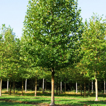 Platan (Platanus acerifolia) 60-100 cm