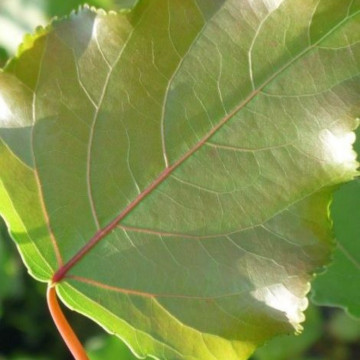 Plop productie (Populus x Clona I 214), perdea forestiera - Img 2