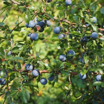 Porumbar ( Prunus spinosa), planta gard viu, arbust fructifer