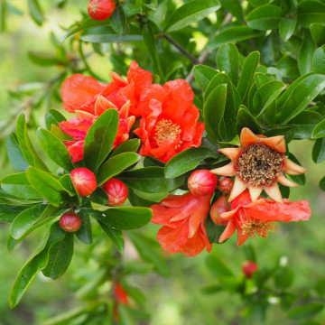 Rodie pitica (Punica granatum Nana), arbust ornamental