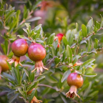 Rodie pitica (Punica granatum Nana), arbust ornamental - Img 2
