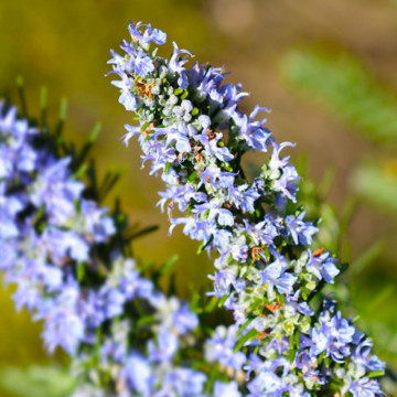 Rozmarin (Rosmarinus Blue Winter), vesnic verde, planta aromatica, frunzis albastru - Img 2