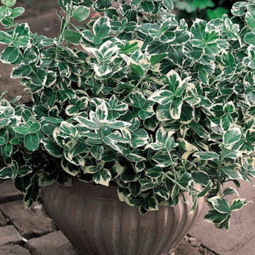 Salba argintie (Euonymus fortunei Emerald Gaiety), vesnic verde, arbust ornamental, frunzis verde-argintiu - Img 2