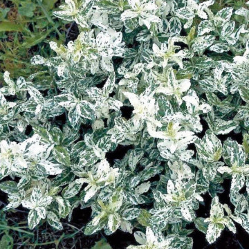 Salba bicolora ( Euonymus fortunei Harlequin), planta gard viu, vesnic verde, frunzis verde-argintiu - Img 3