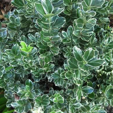 Salba bicolora ( Euonymus japonicus Albomarginatus), planta gard viu, vesnic verde, frunzis verde-argintiu - Img 2