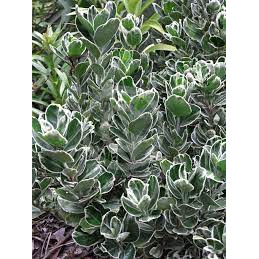 Salba bicolora ( Euonymus japonicus Albomarginatus), planta gard viu, vesnic verde, frunzis verde-argintiu
