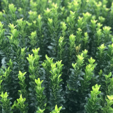 Salba vesnic verde (Euonymus japonicus Jean Hugues), planta gard viu - Img 2