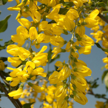 Salcam galben (Laburnum anagyroides) 20-40 cm - Img 2