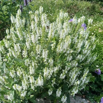 Salvie decorativa (Salvia nemorosa schneehugel) - Img 2