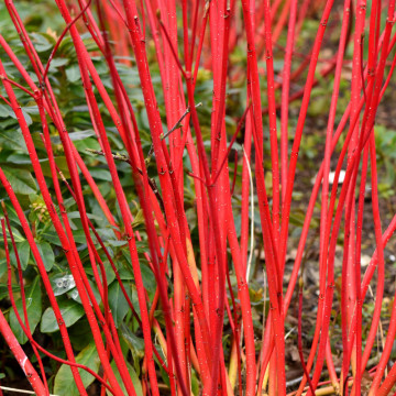 Sanger decorativ (Cornus alba), planta gard viu, arbust ornamental