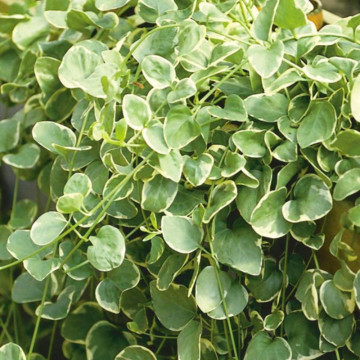 Saschiu (Vinca major Variegata), planta acoperitoare de sol, flori albastru, frunzis verde-argintiu - Img 2