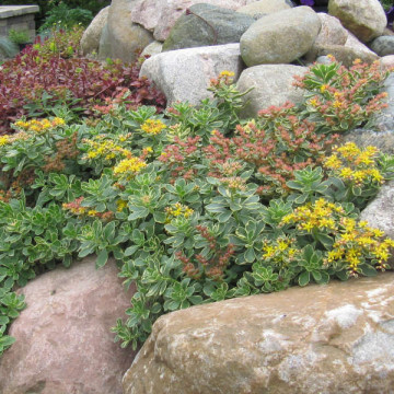 Sedum kamtschaticum Variegatum ghiveci 2 l, planta perena - Img 2