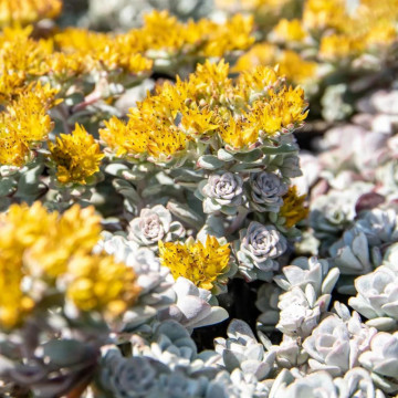 Sedum spathulifolium Cape Blanco, planta ornamentala