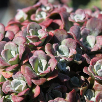 Sedum spathulifolium Purpureum, planta perena - Img 2