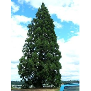 Sequoia (Sequoiadendron giganteum), vesnic verde