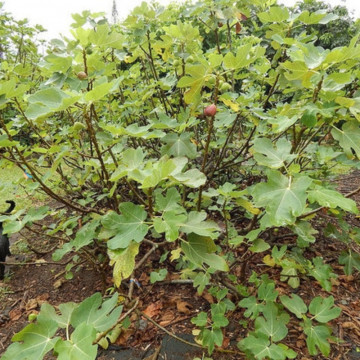 Smochin (Ficus carica Brown turkey), arbust fructifer - Img 4