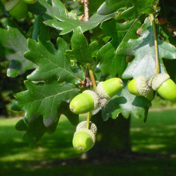 Stejar (Quercus robur), arbore ornamental - Img 3