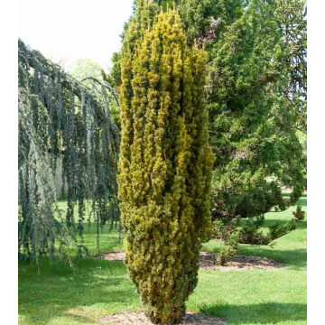 Tisa galbena (Taxus b. 'Fastigiata aurea'), planta gard viu, vesnic verde