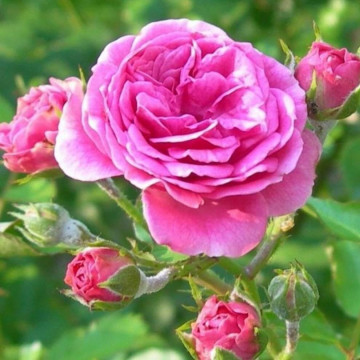 Trandafir de Damasc pentru dulceata (Rosa Damascena)