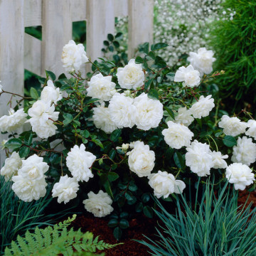 Trandafir pitic alb (Rosa White Fairy) - Img 3